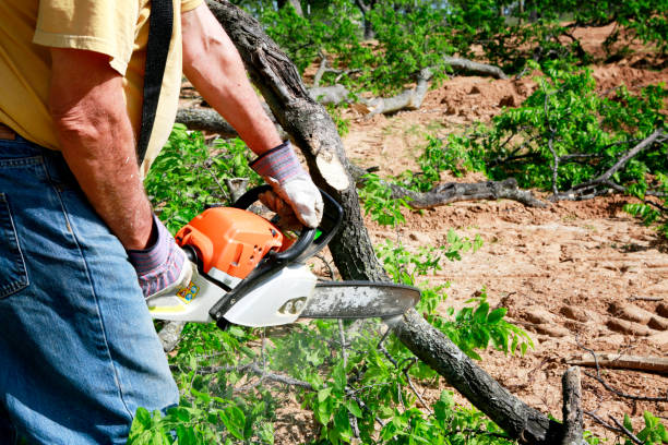 Professional Tree Care Services in Bala Cynwyd, PA